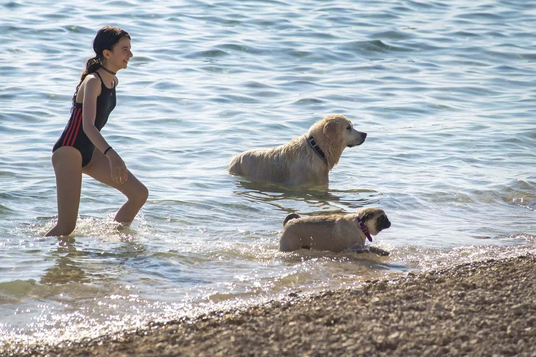 cani alla bi dog beach del bivillage in croazia cani e ragazza che escono dall'acqua al Bivillage in croazia