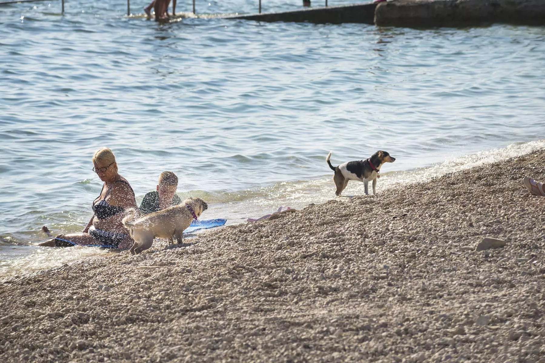 cani che escono dall'acqua del mare al Bivillage a Fazana