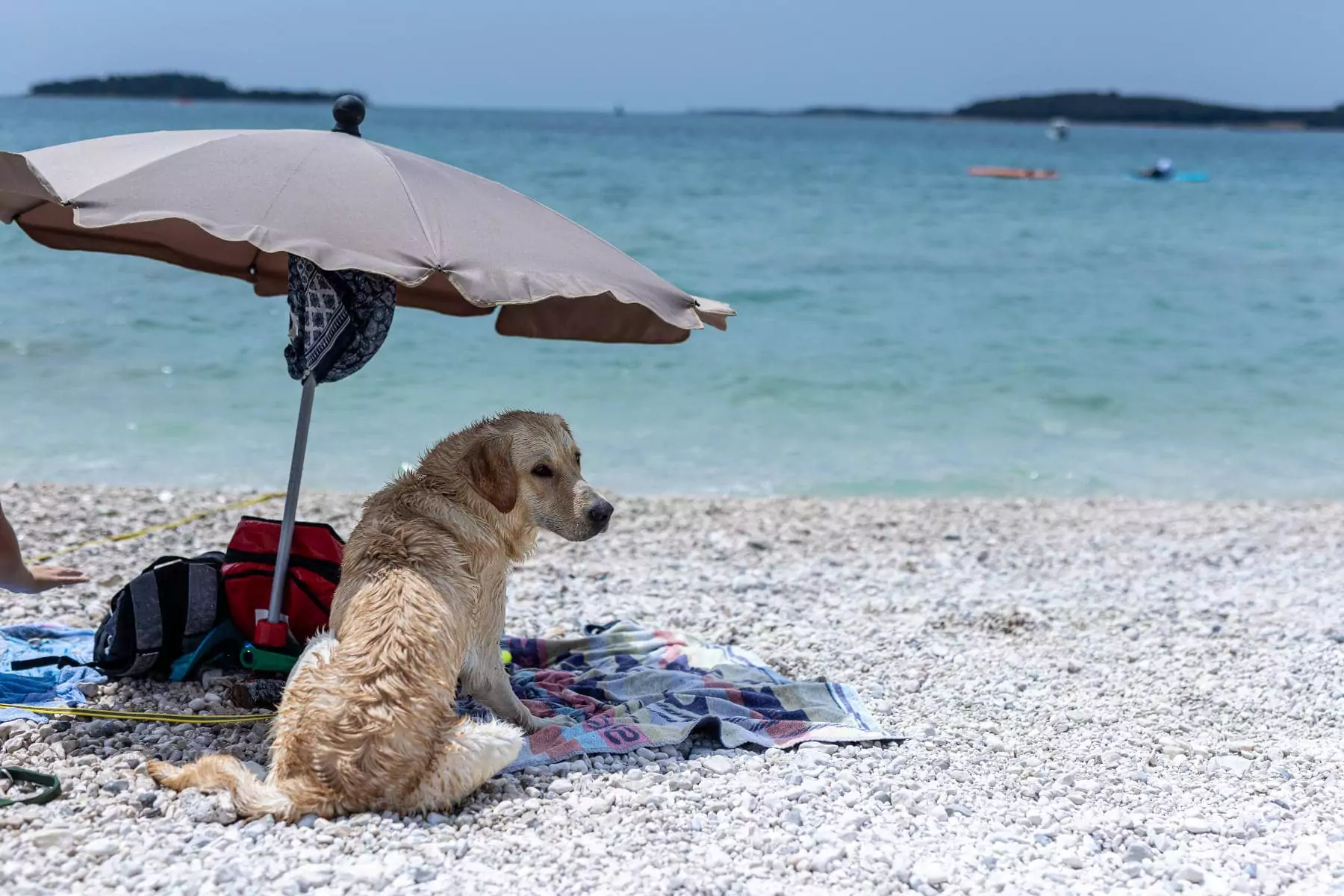 cane sotto l'ombrellone alla bidog beach