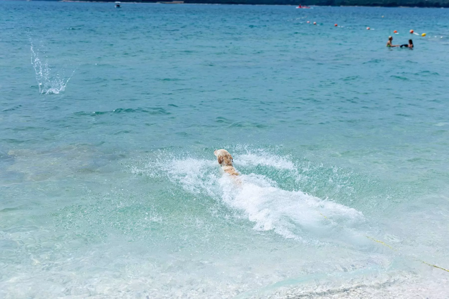 cane che nuota nel mare della croazia