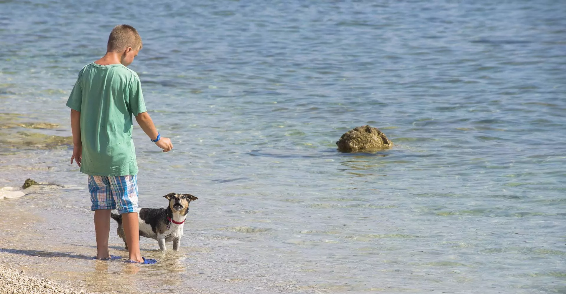 cane e padrone in riva al mare in croazia