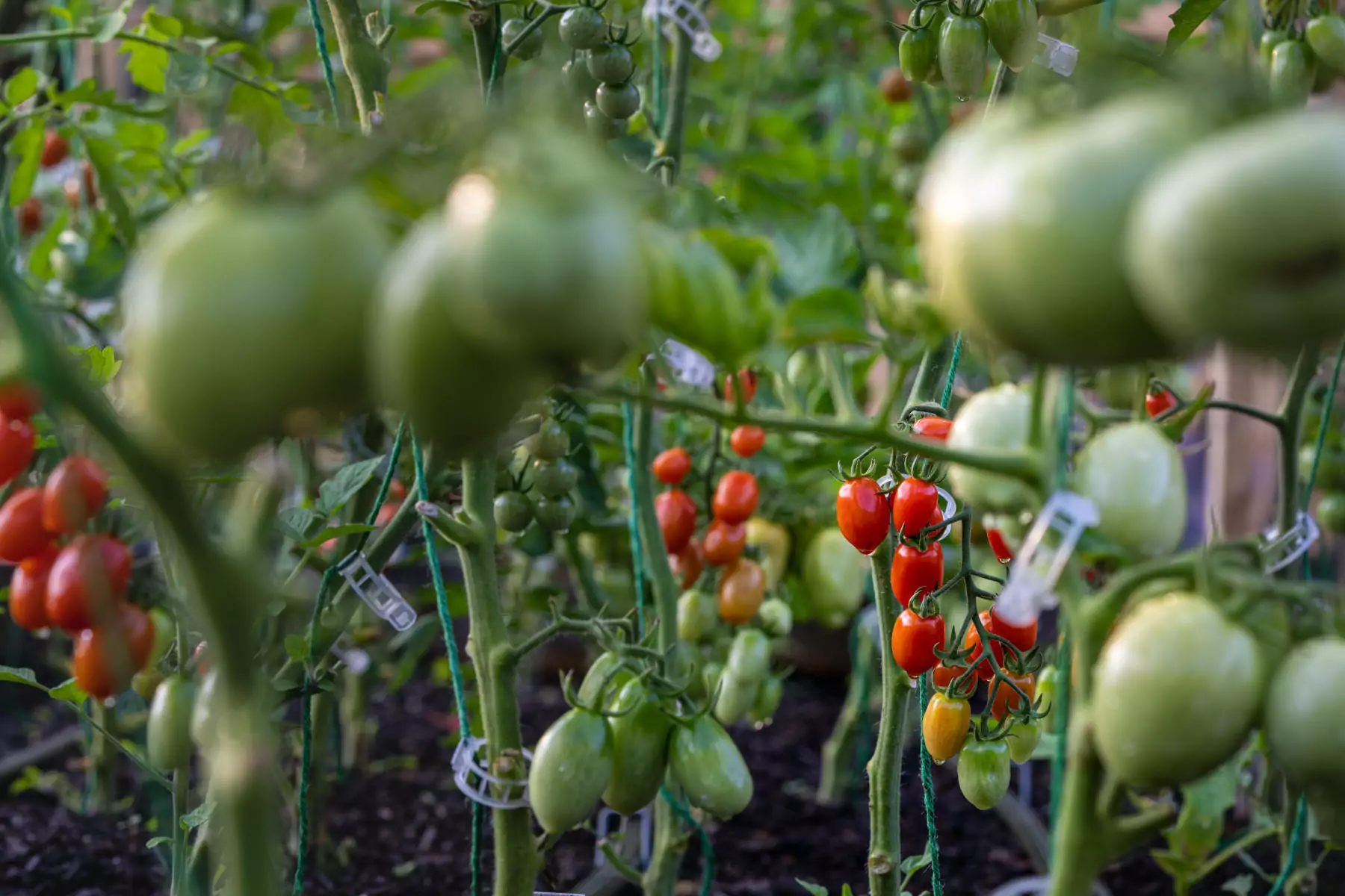 pomodori nell'orto del villaggio vacanze a fazana