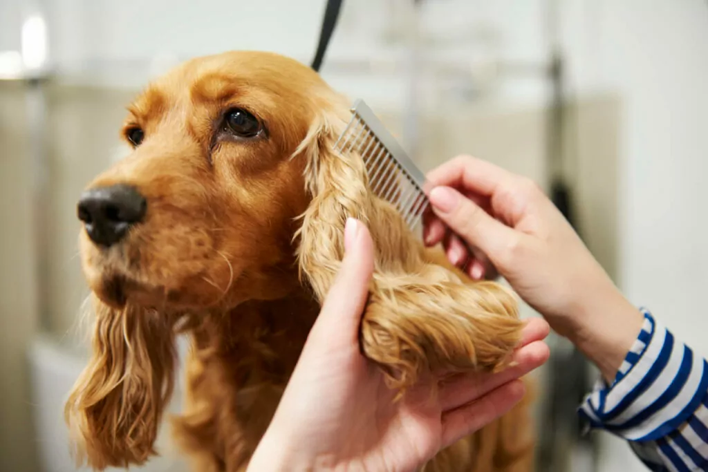 cane durante servizio toelettatura disponibile nel villaggio