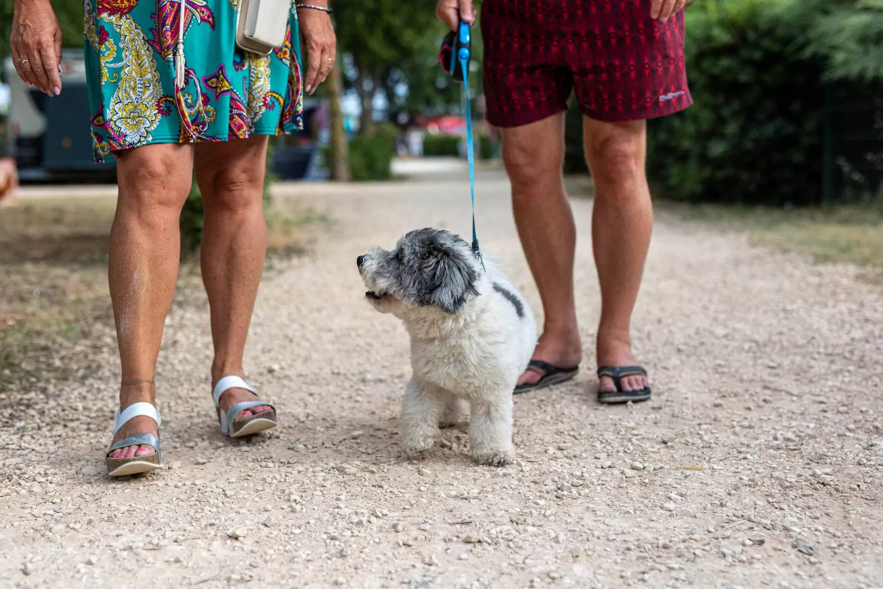 cane al guinzaglio nel camping