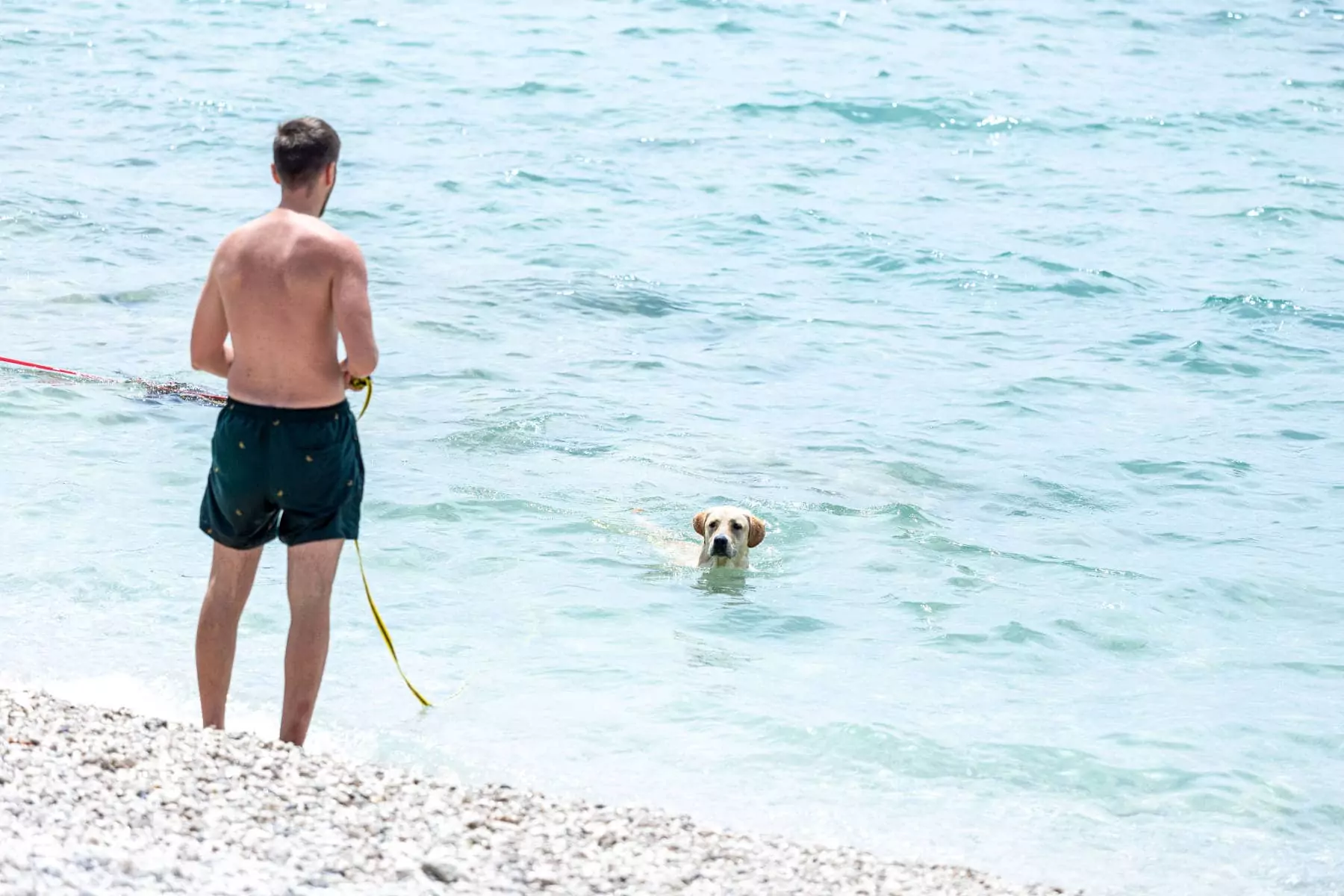 cane in acqua che guarda il padrone in riva al mare