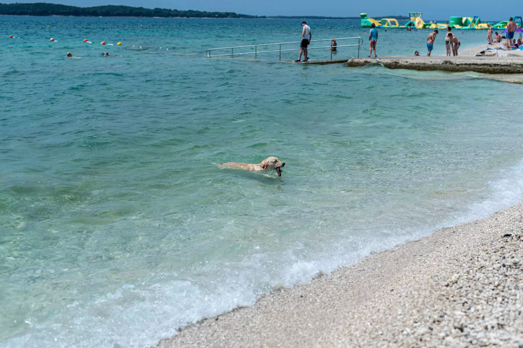 cane con bastone in bocca che nuota in riva al mare