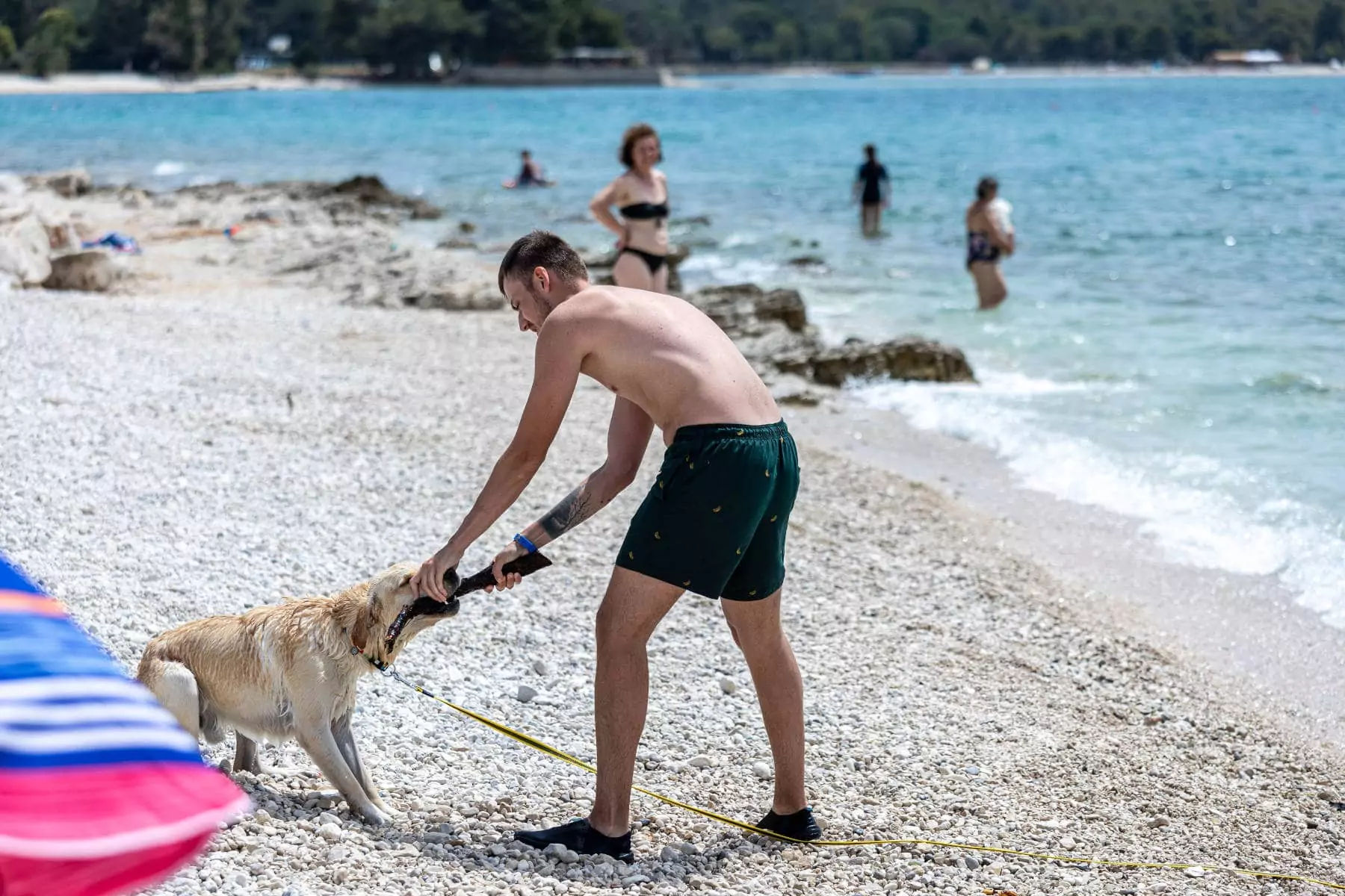 cane e padrone che giocano in riva al mare in croazia