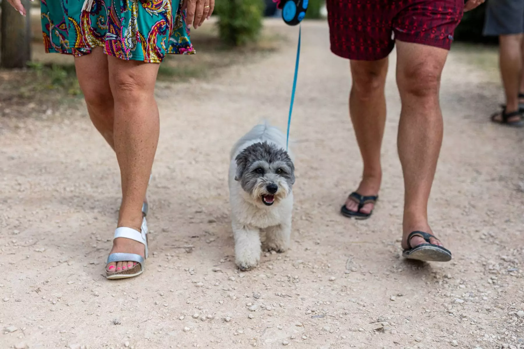 cagnolino al guinzaglio che passeggia con padroni