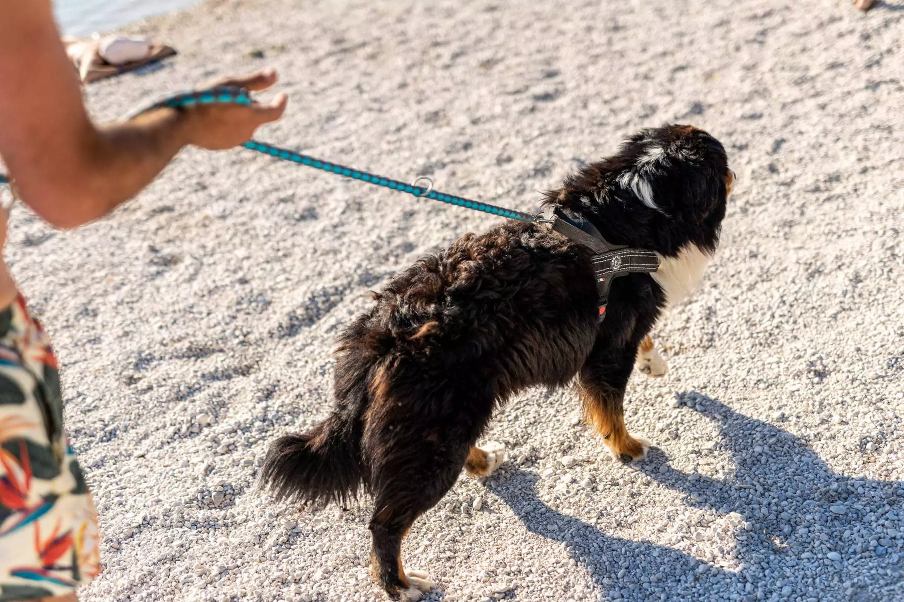 cane al guinzaglio sulla spiaggia di ghiaia in croazia