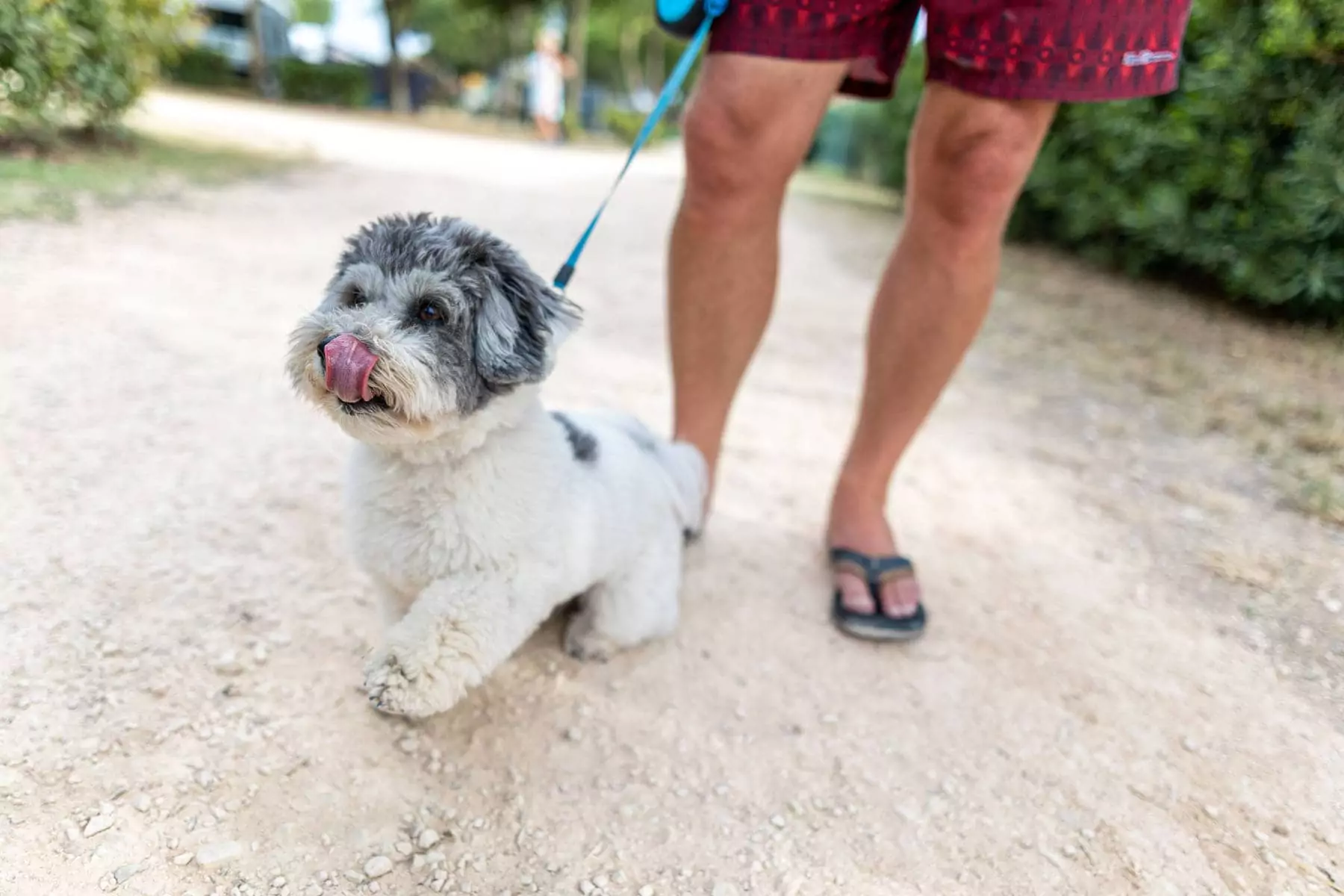 cagnolino al guinzaglio nel villaggio vacanze