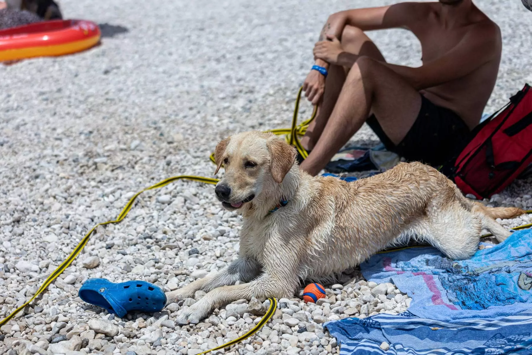 cane bagnato sdraiato sulla spiaggia libera del villaggio vacanze bivillage