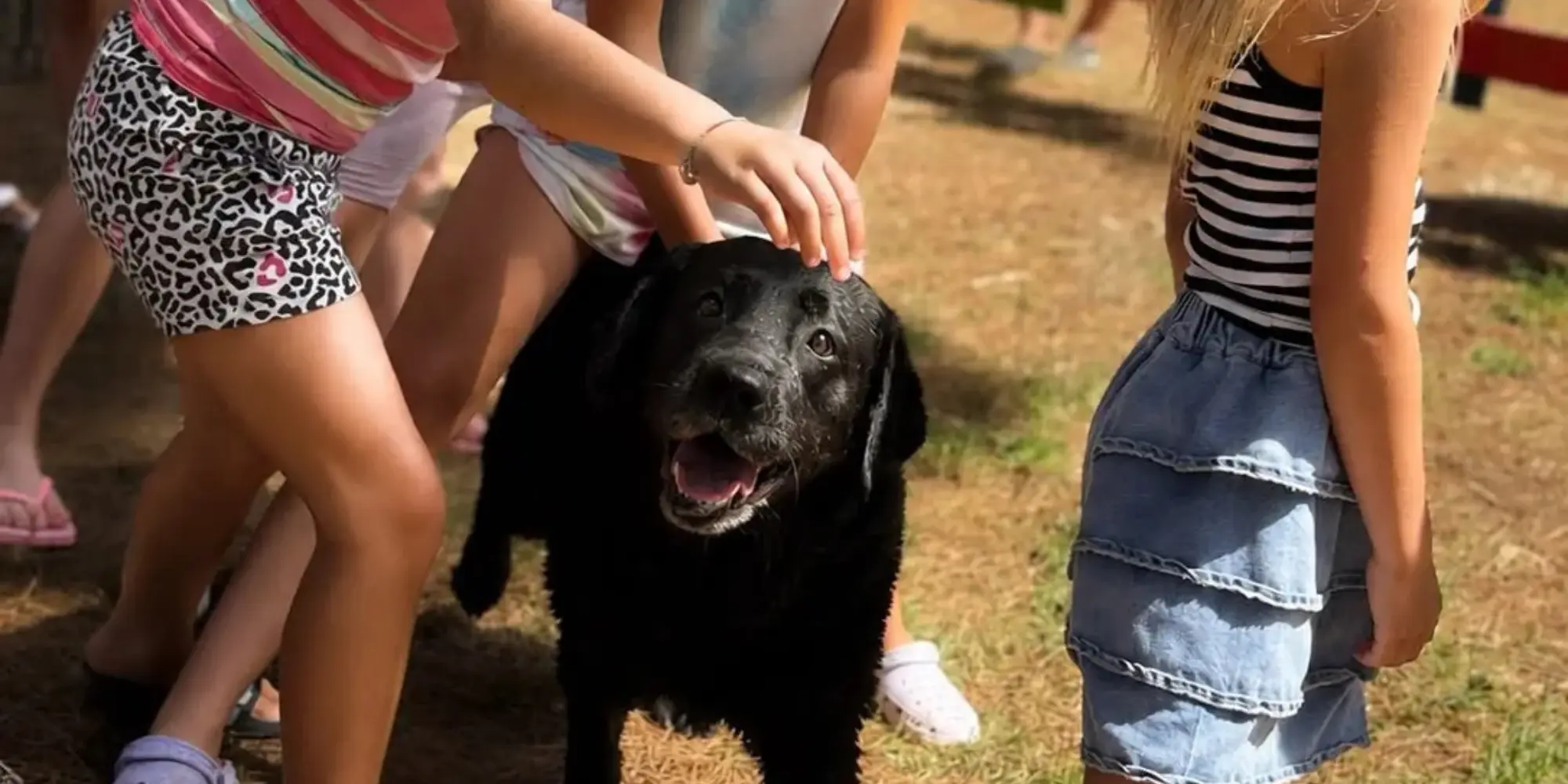 Ospiti con cane al BiVillage